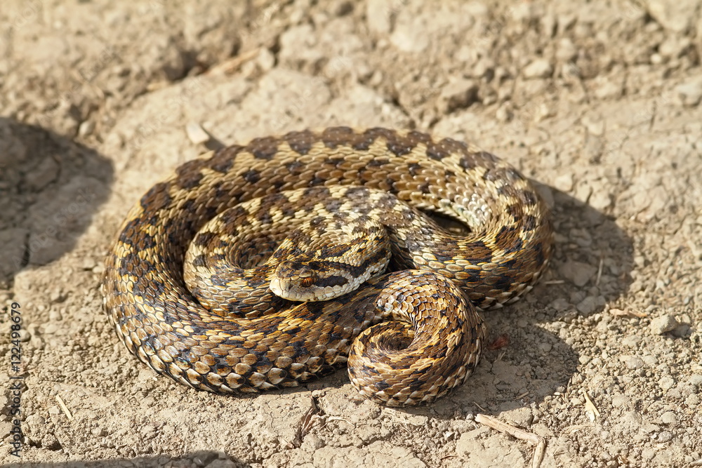 female meadow viper on the ground female meadow viper on the ground