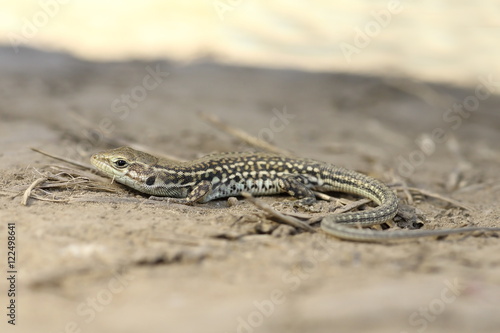 balkan wall lizard on ground  full length