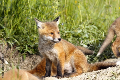 european fox cubs near the den © taviphoto