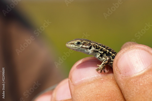 herpetologist holding balkan wall lizard