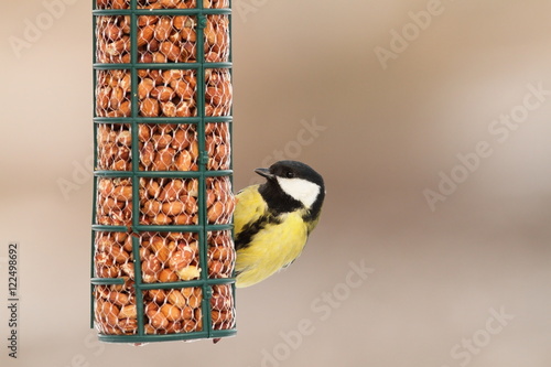 hungry great tit on bird feeder