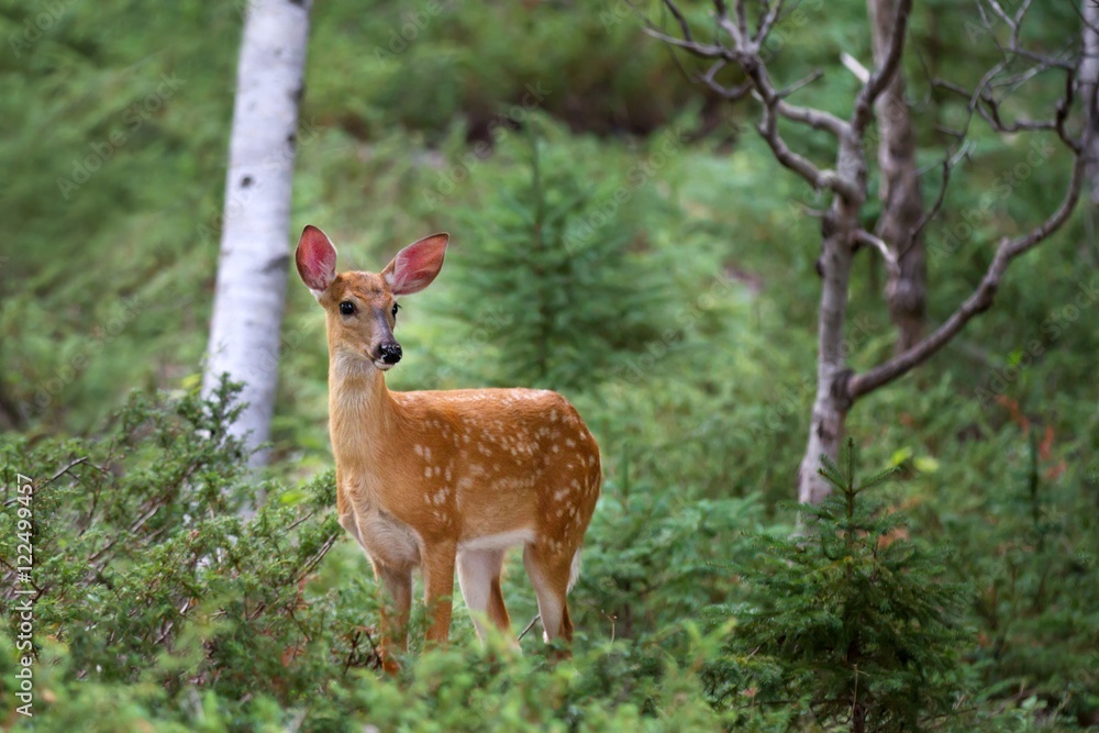 Fototapeta premium White-tailed deer fawn in the forest in Canada