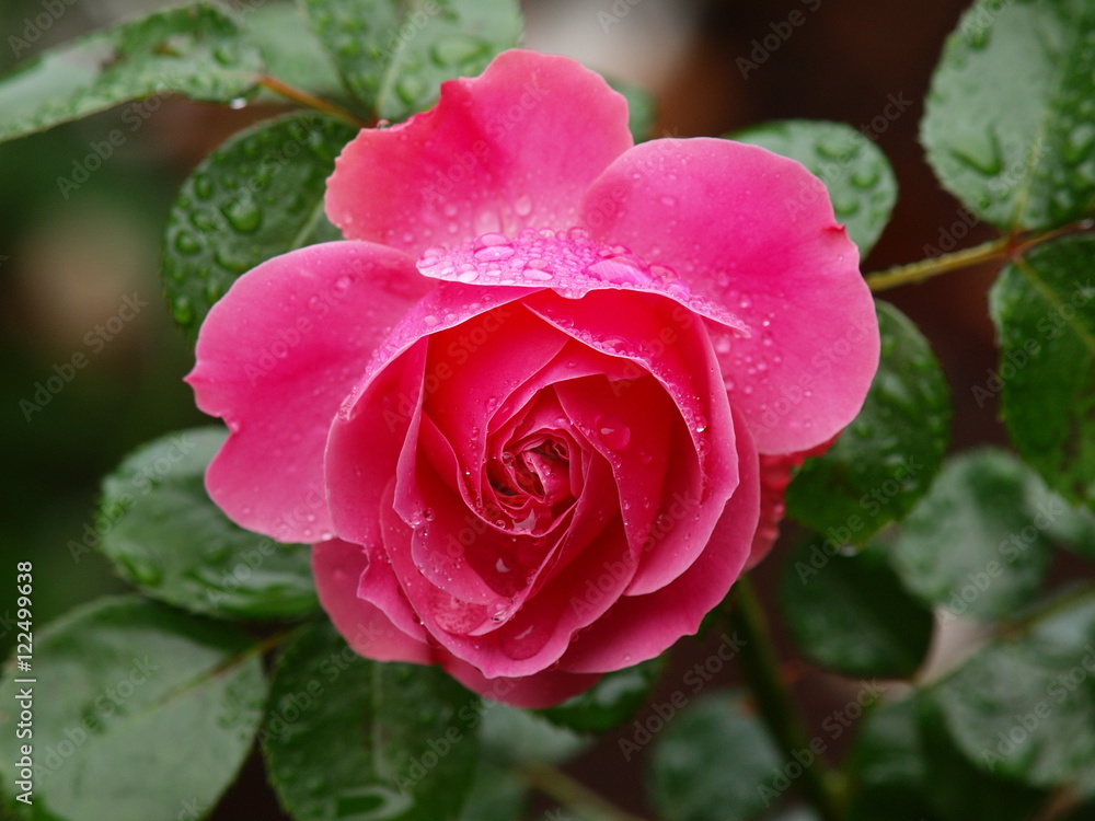 雨上がり薔薇 雨上がり薔薇