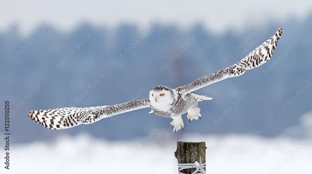 Fototapeta premium Snowy owl (Bubo scandiacus) takes off from post in winter, Canada