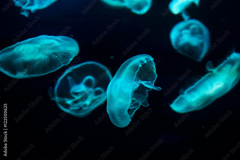 Jellyfish Jellyfish