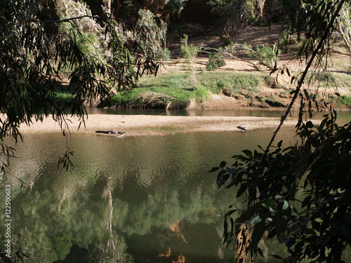 Crocodiles in the Windjana Gorge in Western Australia photo