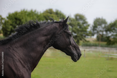 schwarzes Pferd am rennen