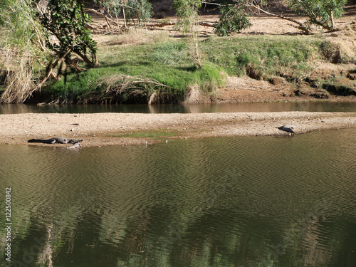 Crocodiles in the Windjana Gorge in Western Australia