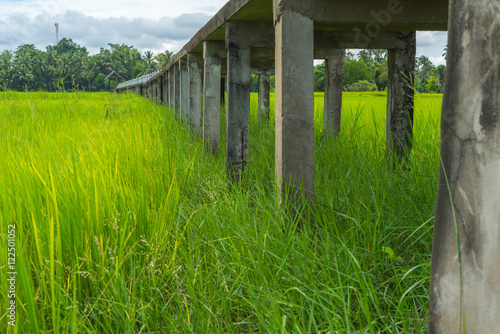 Old concrete pathway in green rice field