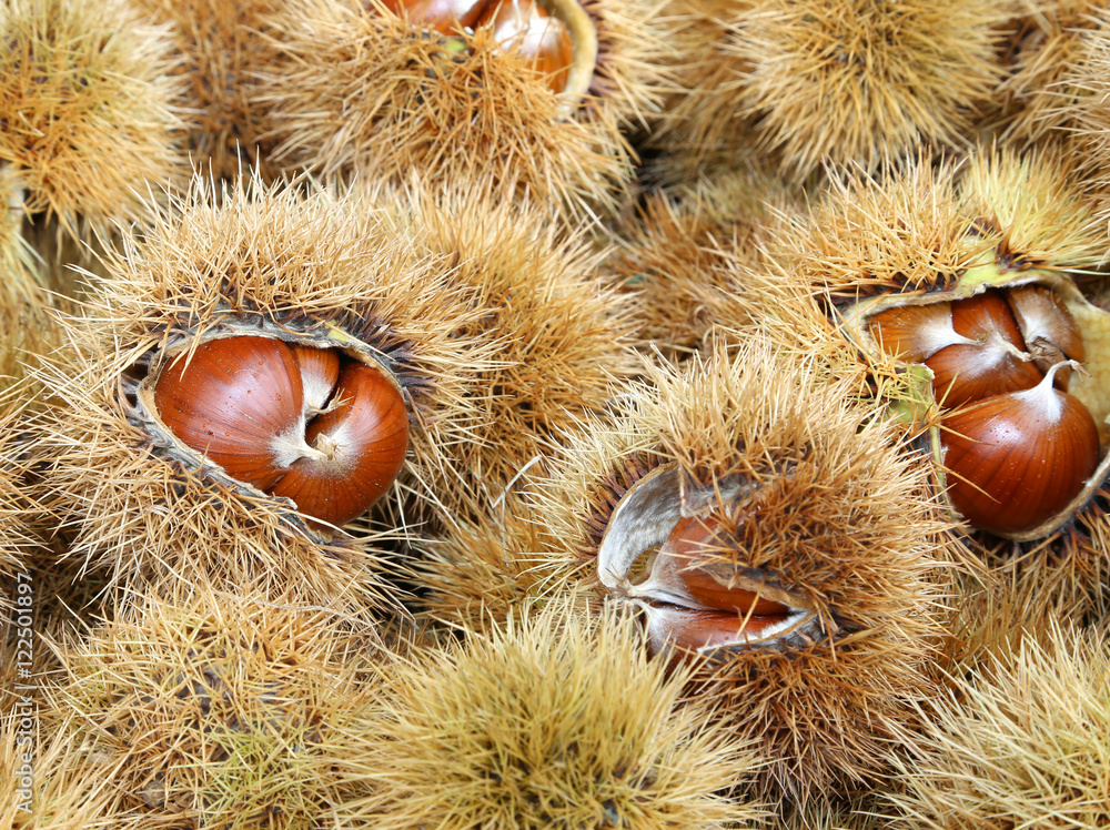 Chestnut cupules and brown chestnut in the basket in autumn Chestnut cupules and brown chestnut in the basket in autumn