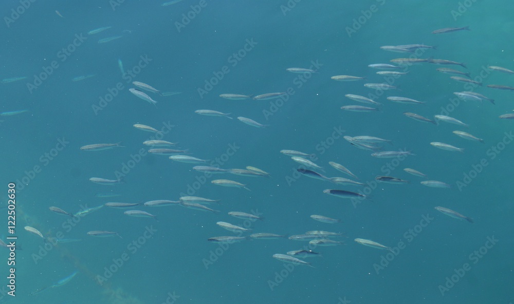 Fishes in light blue sea Fishes in light blue sea