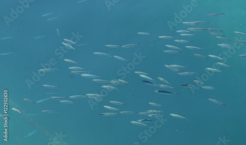 Fishes in light blue sea