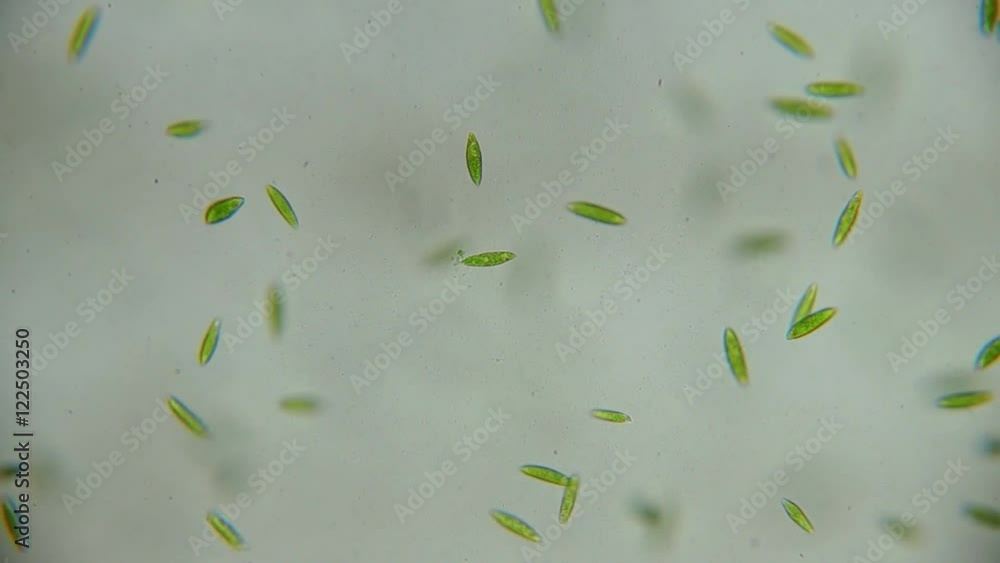 Motion of single-celled protozoa (Euglena) under microscope Motion of single-celled protozoa (Euglena) under microscope