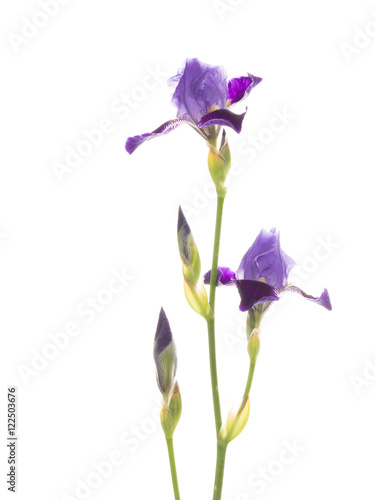 beautiful delicate purple irises