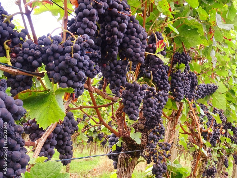 vine with ripe grapes