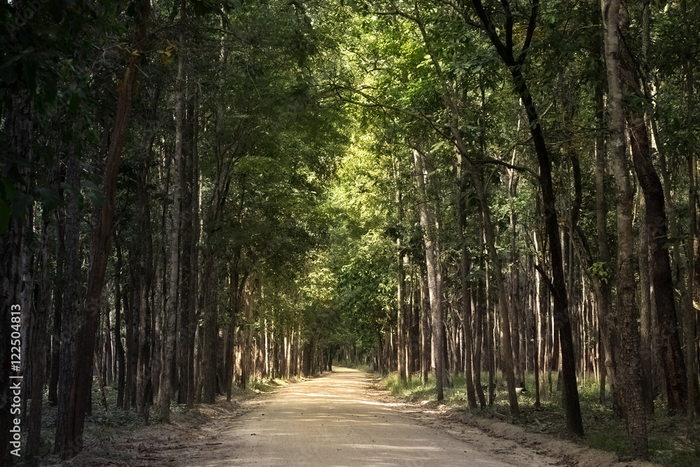 Walkway Lane Path With Green Trees in Forest. Beautiful Alley In Park. Pathway Way Through Dark Forest Walkway Lane Path With Green Trees in Forest. Beautiful Alley In Park. Pathway Way Through Dark Forest