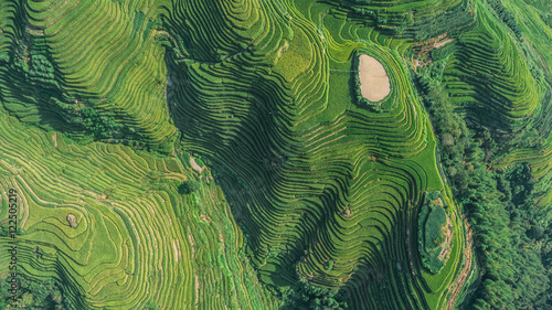 Top view or aerial shot of fresh green and yellow  rice fields.Longsheng or Longji Rice Terrace in Ping An Village, Longsheng County, China.  photo