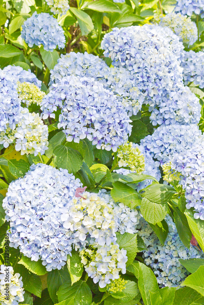Colored Hydrangea in Lago Negro Park, Gramado, Brazil Colored Hydrangea in Lago Negro Park, Gramado, Brazil