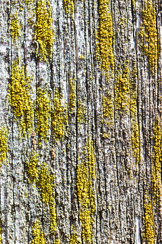 Fototapeta premium Old dry, weathered boards, covered with lichen.