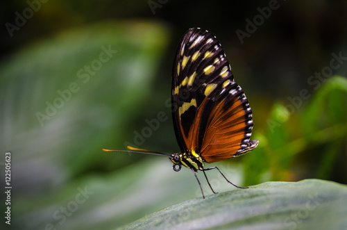 Butterfly on leaf