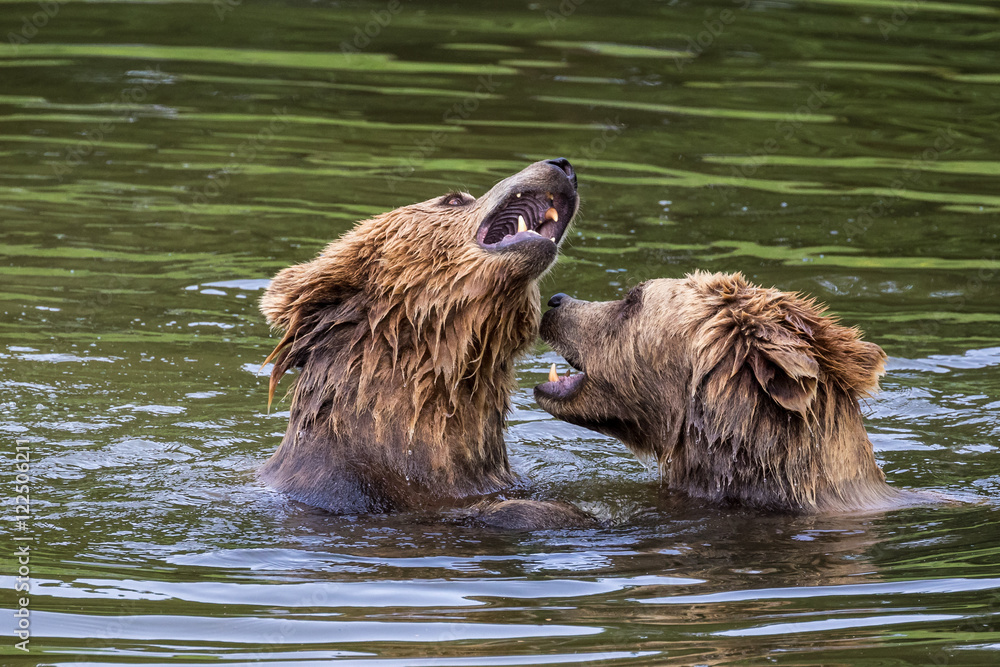 Braunbären beim Spiel im Wasser - Ursus arctos Braunbären beim Spiel im Wasser - Ursus arctos