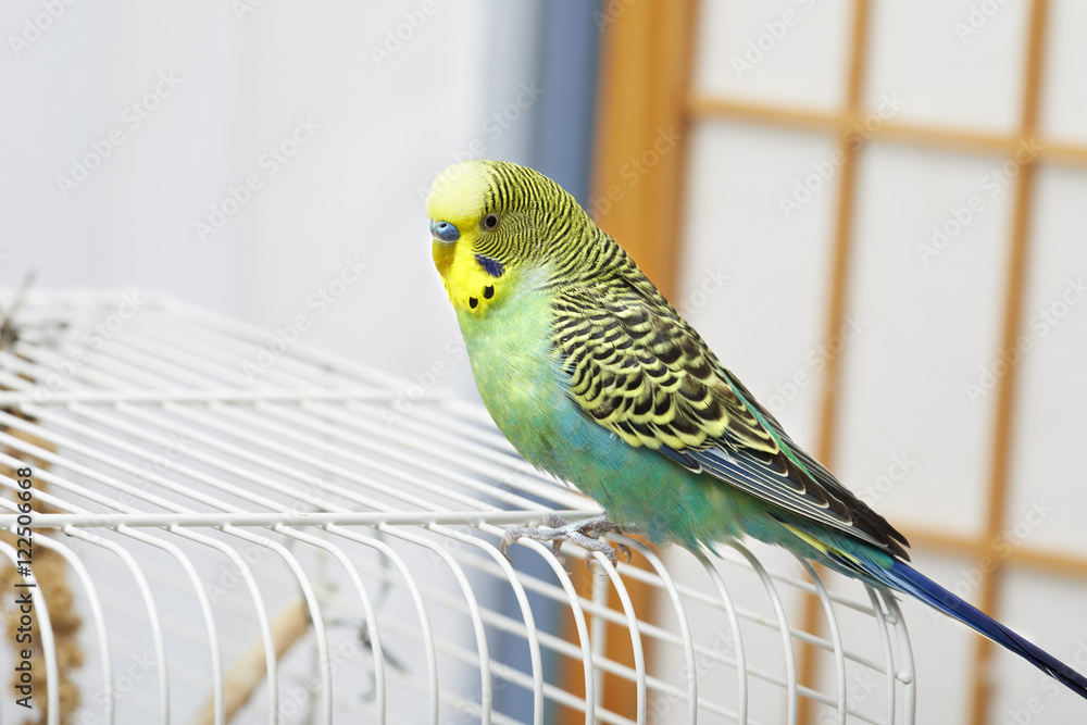 Fototapeta premium Budgie.