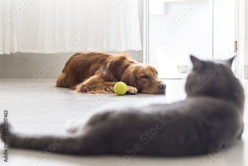Canvas Print Cats and dogs