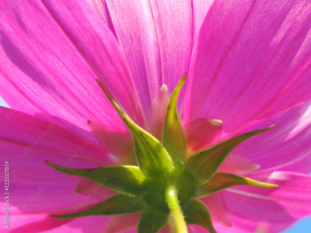 Naklejka premium 向日葵と秋桜