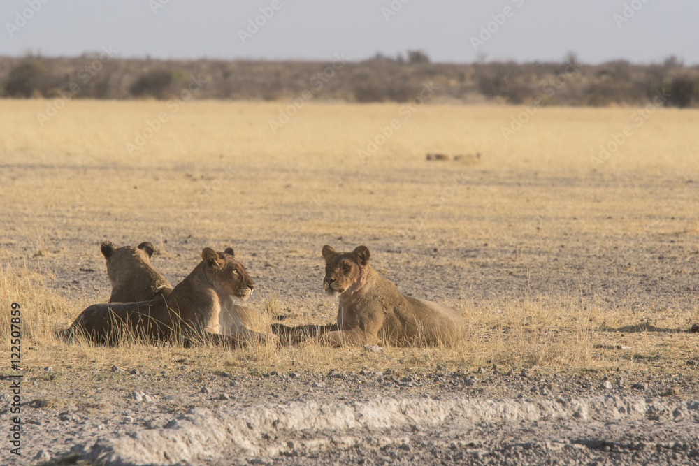 Obraz premium lions of the central kalahari at a waterhole
