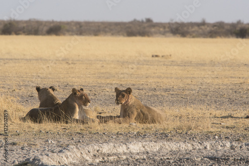 lions of the central kalahari at a waterhole