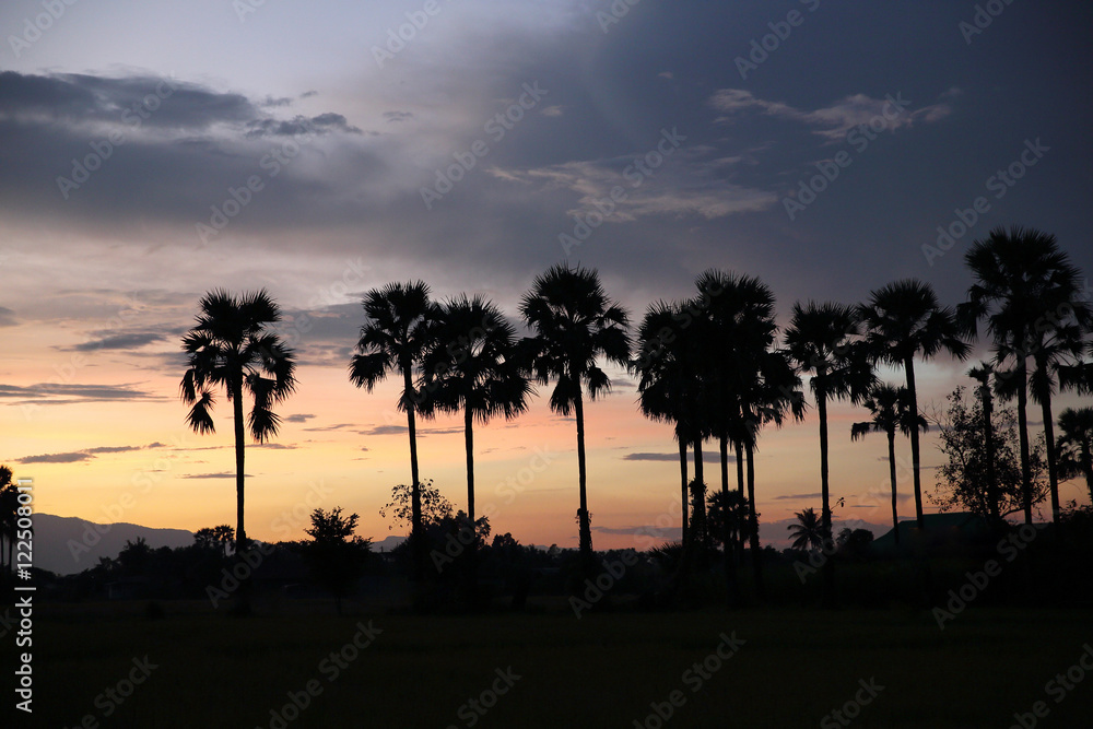 Obraz premium sunset with coconut trees