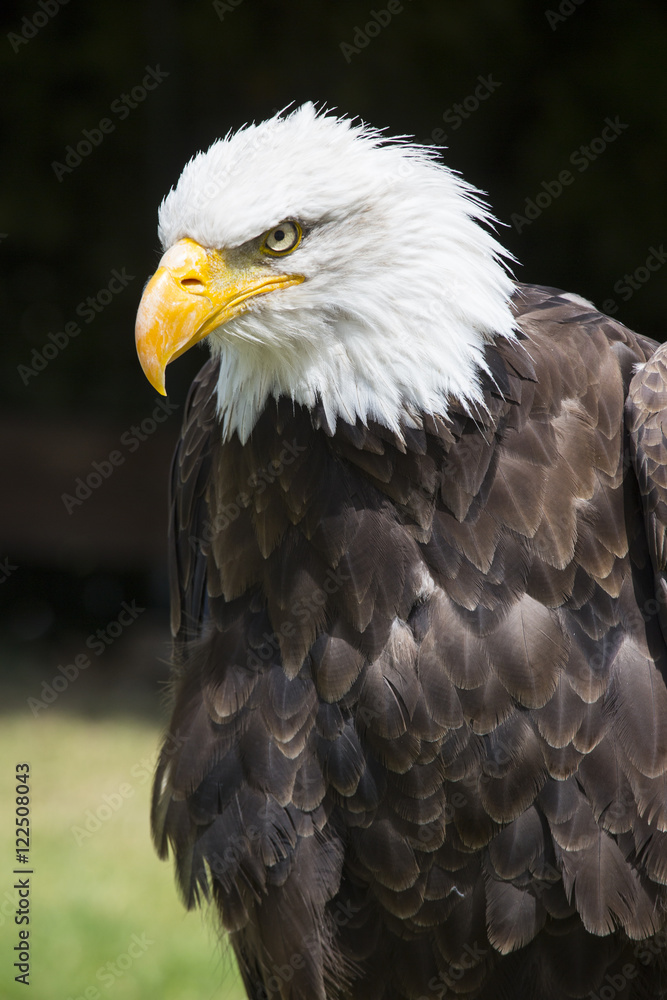 Beautiful north american bald eagle Beautiful north american bald eagle