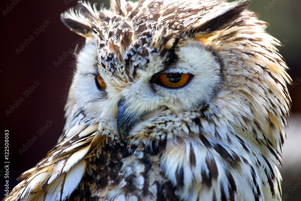 Obraz premium Portrait of The Eurasian Eagle Owl (Bubo bubo)