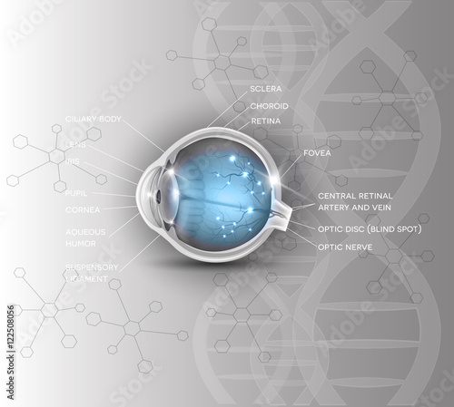 Normal eye anatomy scientific DNA background