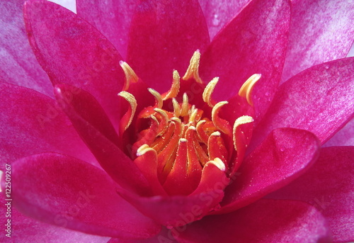 Heart of a waterlily