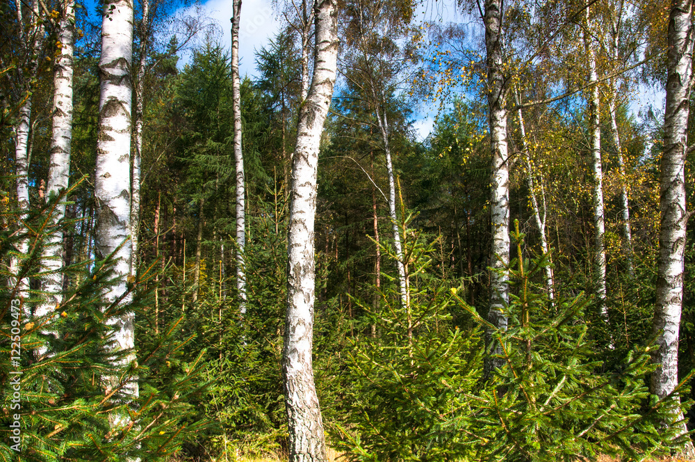 Fototapeta premium Birch forest in early autumn