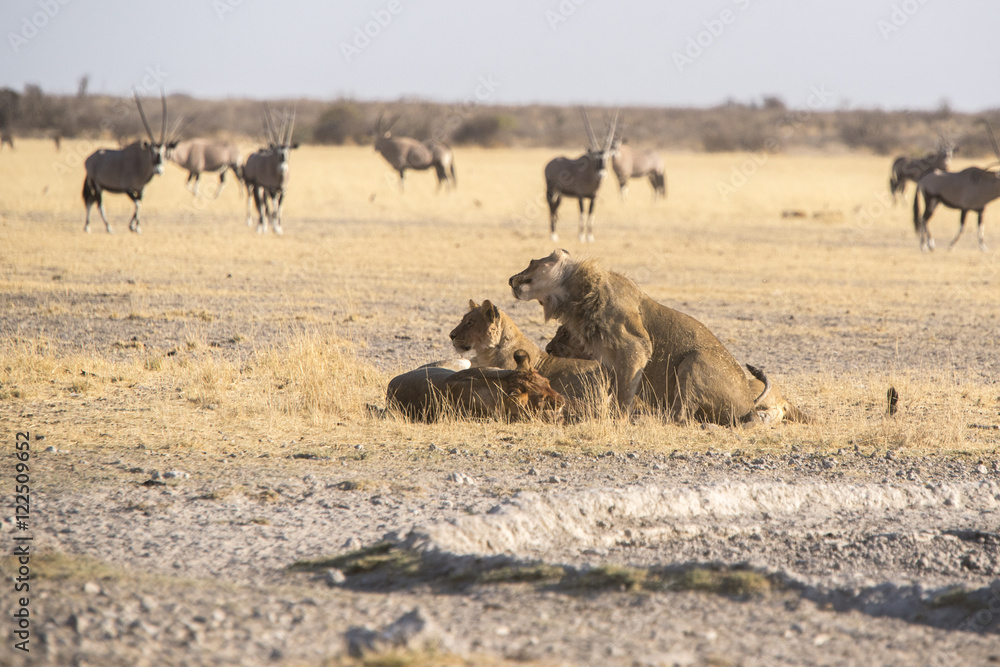 lions at a waterhole in the central kalahari lions at a waterhole in the central kalahari