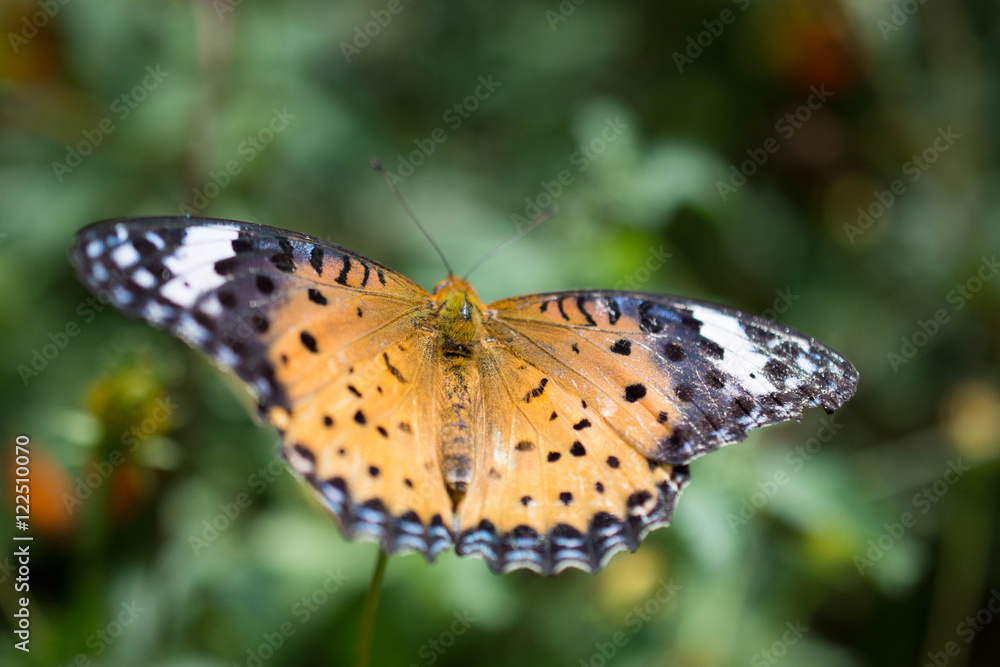 Obraz premium ツマグロヒョウモンのメス