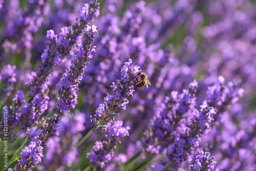 Blooming lavender flowers and a bee. Valensole, Provence, France Blooming lavender flowers and a bee. Valensole, Provence, France