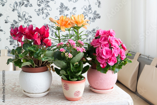 Fototapeta Naklejka Na Ścianę i Meble -  Several potted flowers are on table in the room