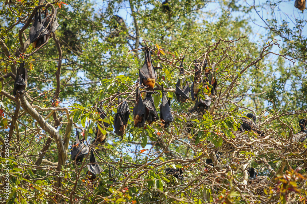 Group of bats hanging from a tree Group of bats hanging from a tree