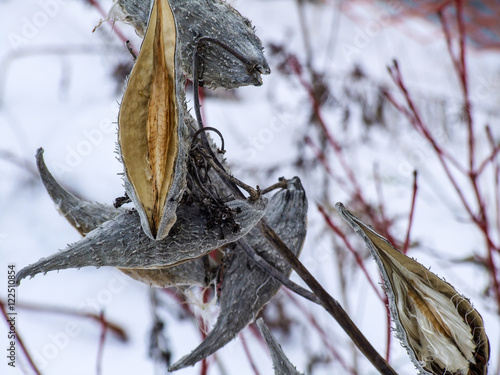 grey milkweed pods in winter