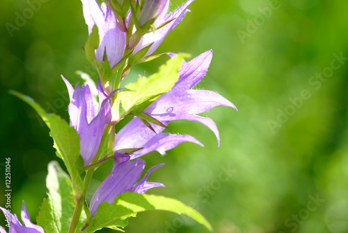 Bellflower. Blue purple bellflower with creamy bokeh background. Campanula latifolia. Bright sunny day. photo