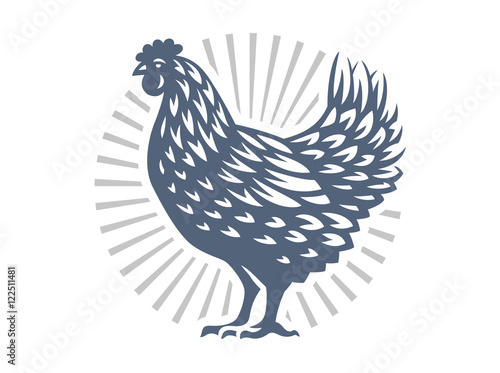 Beautiful chicken illustration on white background