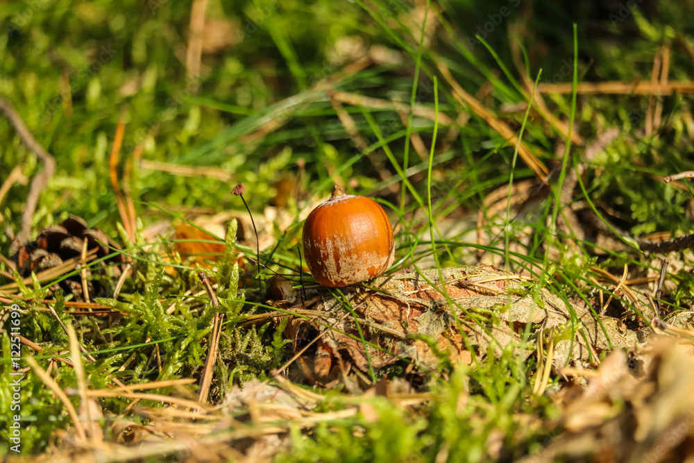 Eichel im Gras Eichel im Gras