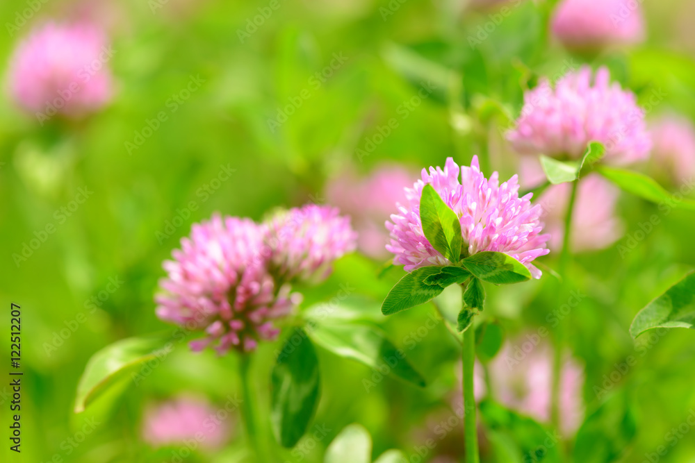 Clover Flowers in the field background Clover Flowers in the field background