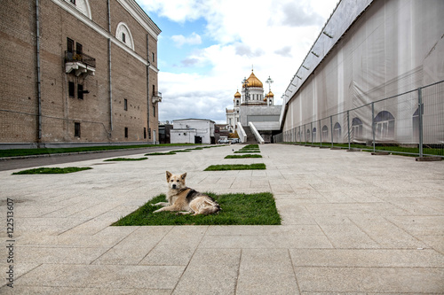 stray dog on the background of Christ the Savior Cathedral, Mosc photo