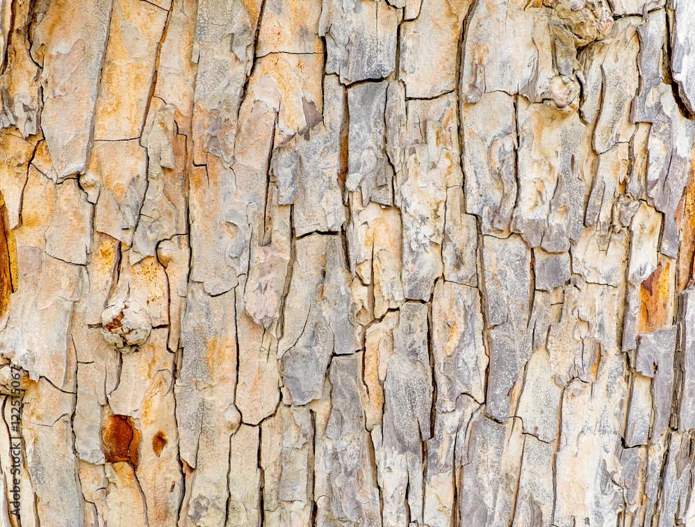 Close up big tree bark texture background,Natural background Close up big tree bark texture background,Natural background