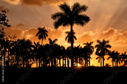 Palm trees at sunset, Cuba