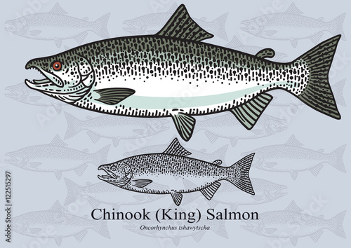 Chinook (King) Salmon. Vector illustration for artwork in small sizes. Suitable for graphic and packaging design, educational examples, web, etc.